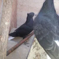 جفت جوجه سیاه دم سفید.جوجه طوق زرد نر|پرنده|بهبهان, |دیوار