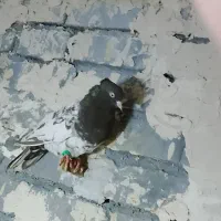 صید|پرنده|تربت جام, والفجر|دیوار