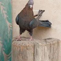 کبوتر سرکه ای چشم و نوک سفید|پرنده|باغ بهادران, |دیوار