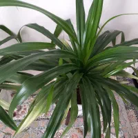 فروش گل پاندانوس|گل و گیاه طبیعی|تربتحیدریه, آغوی|دیوار