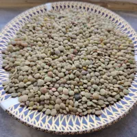 عدس تازه برداشت شده امسال