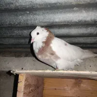 کبوتر|پرنده|اسلامآباد غرب, |دیوار