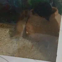 همستر با دو عدد آکواریوم|موش و خرگوش|زاهدان, |دیوار