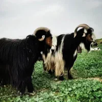 شیر تازه بز