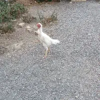 خروس لاری|حیوانات مزرعه|مشهد, وکیل‌آباد|دیوار