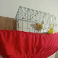 جفت برزیلی مولد|پرنده|ارومیه, |دیوار