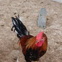 فروش مرغ وخروس محلی