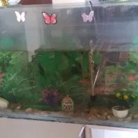 آکواریوم ماهی سالم طول ۸۵ عرض ۱۵ و ارتفاع۴۵