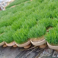 پخش و تولید سفالی|گل و گیاه طبیعی|مشهد, ویلاشهر|دیوار