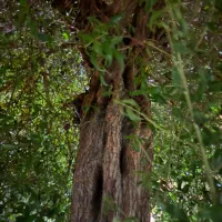 بریدن انواع درختان ایستاده|خدمات باغبانی و درختکاری|بوشهر, |دیوار