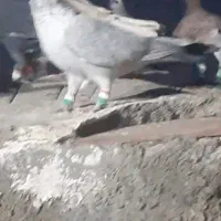 گمشده