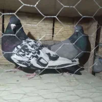 فروشی|پرنده|سلطانیه, |دیوار