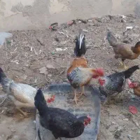 مرغ خانگی..|حیوانات مزرعه|هیرمند, |دیوار