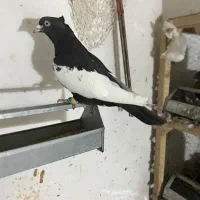 کبوتر بهبهونی سینه سرکه ای