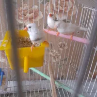 یک جفت فنچ|پرنده|قرچک, پویینک|دیوار