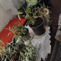 گلهای آپارتمانی|گل و گیاه طبیعی|رشت, لاکان|دیوار