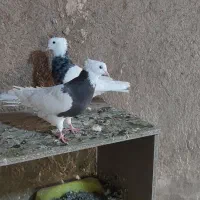 طوقی