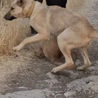 توله سگ پژدر|حیوانات|کرمانشاه, |دیوار