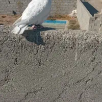 کفتربوم پرشی|پرنده|مشهد, صداقیه|دیوار