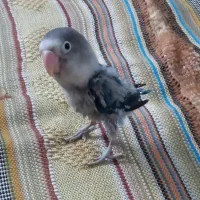 طوطی برزیلی|پرنده|قم, جمکران|دیوار