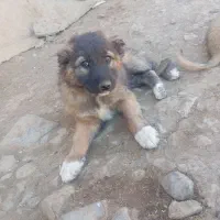 سگ فروشی|سگ|سنندج, |دیوار