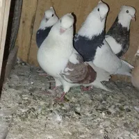 کبوتر نقش|پرنده|فولادشهر, C5|دیوار
