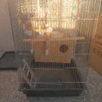 قفس کاسکو