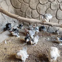 نیمچه کوشین