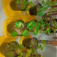 گل آپارتمانی  باغی آیریزین