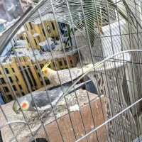 عروس هلندی با جوجه