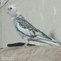 گمشده عروس هلندی