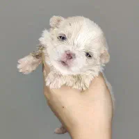 سگ پامرانین اشپیتز و شیتزو کراس و شیتزو فلت