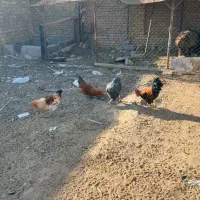 ۴ عدد خروس دونه ای ۵۰۰تومان