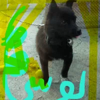 سگ آپارتمانی کوچک ریز|سگ|اهر, |دیوار