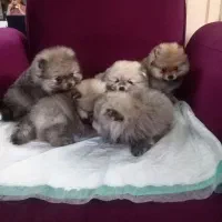 پامرین، شی هوا هوا، فرنچ بولداگ و پیکینیز|سگ|اصفهان, همتآباد|دیوار