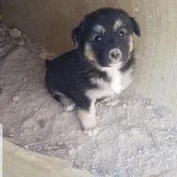 سه عدد توله|سگ|بندر ماهشهر, |دیوار