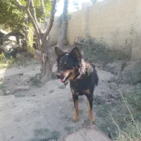 سگ ژرمن اصل ماده