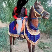 اسب یکسر|اسب و تجهیزات اسب‌سواری|اهواز, کیانشهر|دیوار