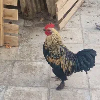 خروس پا پر|حیوانات مزرعه|مشهد, محمدآباد|دیوار