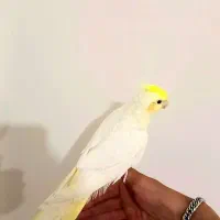 یک‌عدد‌عروس‌نر