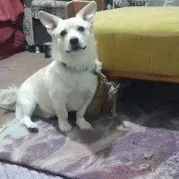 نژاد کرکی شناسنامه دار آموزش دیده گیرنده