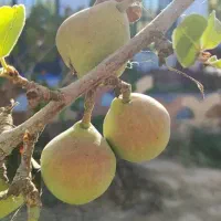باغچه خوش قیمت|فروش خانه و ویلا|مشهد, تبادکان|دیوار