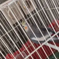 عروس هلندی نر بالغ|پرنده|زابل, |دیوار