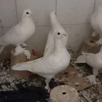 جوجه هومر کله اسبی نوک قنار