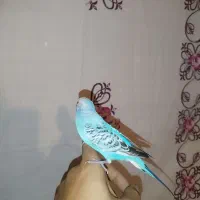 یک‌جفت مرغ عشق