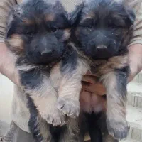 سگ ژرمن اصل|سگ|تهران, تهرانپارس جنوبی|دیوار