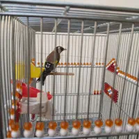 سهره دوساله|پرنده|اصفهان, تخت فولاد|دیوار