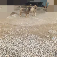 واگذاری توله سگ