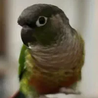 گرینچیک|پرنده|تهران, سازمان آب|دیوار