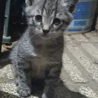 واگذاری رایگان دوتا گربه کوچولو